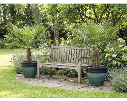 Trädgårdsscen med två hampa palmer i krukor och en träbänk