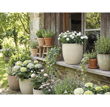 Blomsterarrangemang med krukväxter utomhus