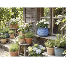 Trädgårdsvy med blommor och örter i krukor på bänkar och pallar framför ett trähus.