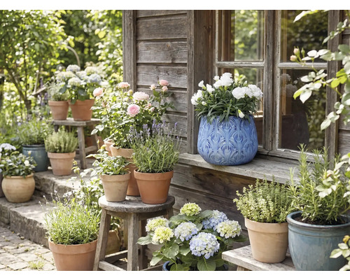 Trädgårdsvy med blommor och örter i krukor på bänkar och pallar framför ett trähus.