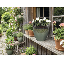 Dekorativ trädgård med blommor och växter i blomkrukor framför ett hus.