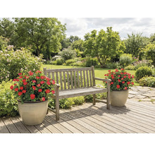 Träbänk i trädgården med två blomkrukor med röda rosor