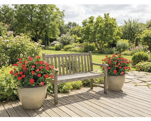 Träbänk i trädgården med två blomkrukor med röda rosor