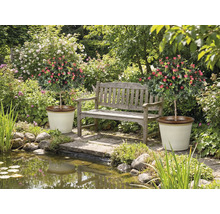Trädgård med damm, bänk och två rosenbuskar i krukor