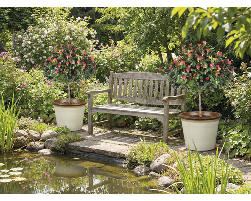 Trädgård med damm, bänk och två rosenbuskar i krukor