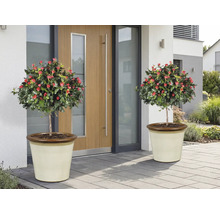 Två rosenbuskar med röda blommor i planteringskärl framför en ytterdörr.