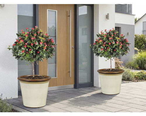 Två rosenbuskar med röda blommor i planteringskärl framför en ytterdörr.