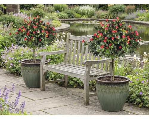 Scen med trädgårdsbänk mellan två rosenträd i krukor i en trädgård