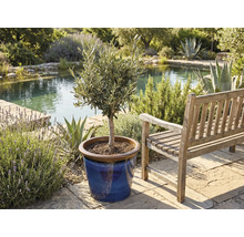 Olivträd i kruka bredvid en träbänk i en trädgård med en damm