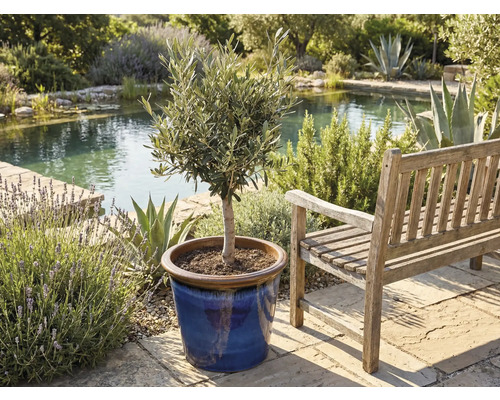 Olivträd i kruka bredvid en träbänk i en trädgård med en damm