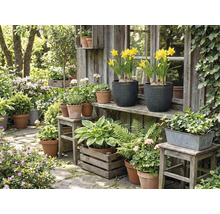 Idyllisk trädgårdsscen med olika växter i krukor och lådor framför ett trädgårdsskjul i trä.