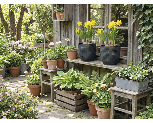 Idyllisk trädgårdsscen med olika växter i krukor och lådor framför ett trädgårdsskjul i trä.