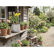 Dekorativ trädgård med krukväxter och blommor på en träveranda