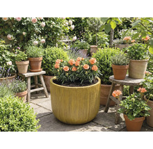 Trädgård med blommor i krukor och planteringslådor.