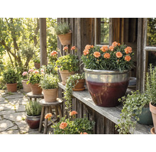 Dekorativ trädgårdsscen med blommor i krukor på trähyllor och pallar.