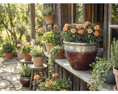 Dekorativ trädgårdsscen med blommor i krukor på trähyllor och pallar.