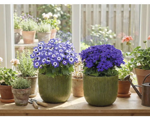 Rum med blommande krukväxter på en fönsterbräda