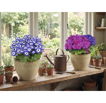 Två krukväxter med blommor på en fönsterbräda, plus en vattenkanna och små krukor.