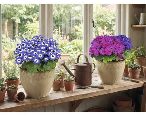 Två krukväxter med blommor på en fönsterbräda, plus en vattenkanna och små krukor.