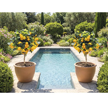 Två citronträd i terrakottakrukor bredvid en pool i en trädgård.