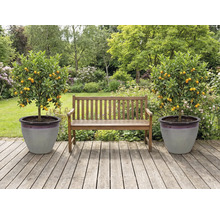 Trädgård med träbänk och två mandarin träd i krukor på en träterrass.