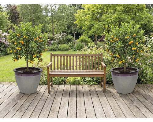 Trädgård med träbänk och två mandarin träd i krukor på en träterrass.