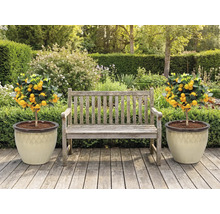 Trädgårdsscen med träbänk och två mandarin träd i krukor