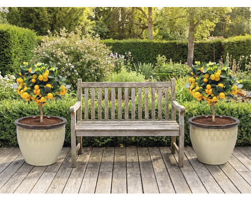 Trädgårdsscen med träbänk och två mandarin träd i krukor