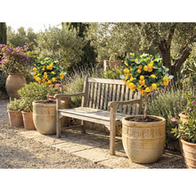 Trädgårdsscen med citronträd i krukor och en träbänk