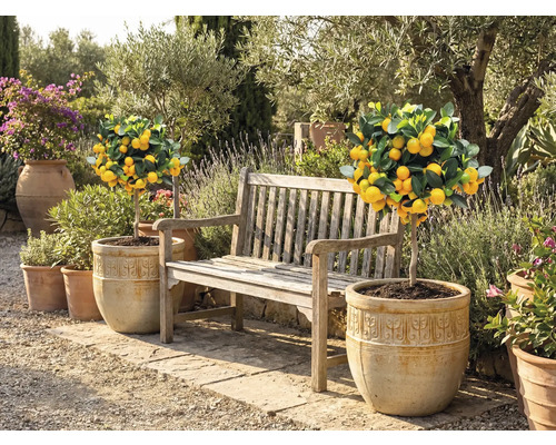 Trädgårdsscen med citronträd i krukor och en träbänk