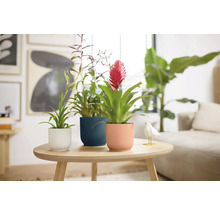 Tre bromelior i krukor på ett bord i ett ljust vardagsrum.