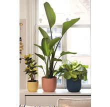 Tre krukväxter i blomkrukor på en fönsterbräda