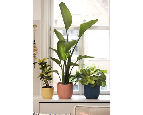 Tre krukväxter i blomkrukor på en fönsterbräda