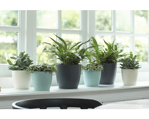 Fönsterbräda med olika krukväxter i blomkrukor