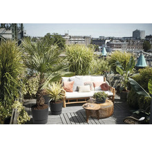 Solig takterrass med träsoffa, vita dynor och olika krukväxter som palmer och gräs med en stadssilhuett i bakgrunden.