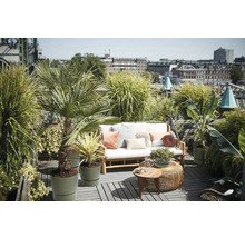 Takterrass med träsoffa, dynor, kuddar, runda sidobord och olika krukväxter som palmer och prydnadsgräs.