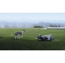 En mörk robotgräsklippare på en grön gräsmatta bredvid en springande hund med ett bergslandskap i bakgrunden.
