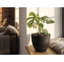 Monstera Deliciosa Variegata i en mork kruka pa en hylla av tra i ett ljust vardagsrum.