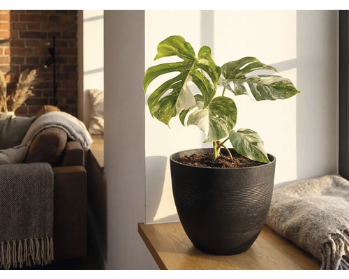 Monstera Deliciosa Variegata i en mork kruka pa en hylla av tra i ett ljust vardagsrum.