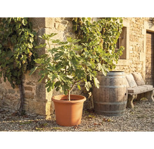 Fikonträd i en stor kruka framför en stenmur med vinrankor, ett träfat och en stenbänk.