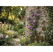 Grönt fjäderformat spaljé med lila klätterrosor på en naturstensmur i en ljus trädgård.