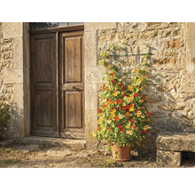 Spaljé på en stenvägg bredvid en trädörr, planterad med krasse i en terrakottakruka.