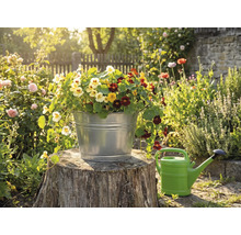 En förzinkad metallhink planterad med färgglada krasseblommor på en stubbe i en solig trädgård bredvid en vattenkanna.