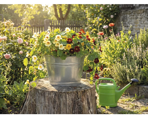 En förzinkad metallhink planterad med färgglada krasseblommor på en stubbe i en solig trädgård bredvid en vattenkanna.