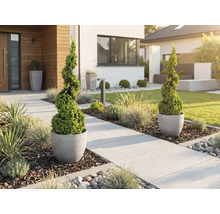 Modern framsida med spiralformad buxbom i grå krukor längs en ljus stenlagd gångväg med prydnadsgräs och täckbark.