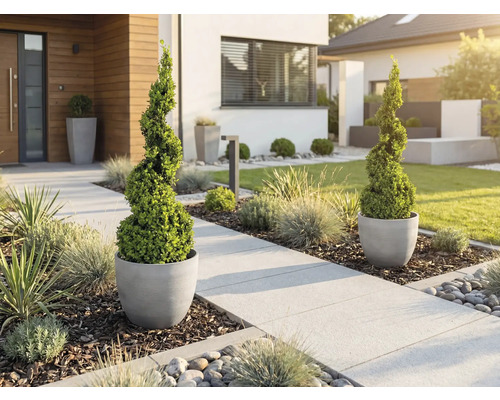 Modern framsida med spiralformad buxbom i grå krukor längs en ljus stenlagd gångväg med prydnadsgräs och täckbark.