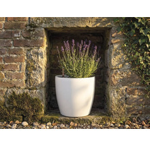 Vit rund blomkruka med blommande lavendel i en nisch i en stenvägg med vattennivåindikator.