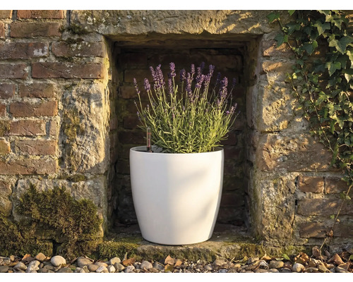 Vit rund blomkruka med blommande lavendel i en nisch i en stenvägg med vattennivåindikator.