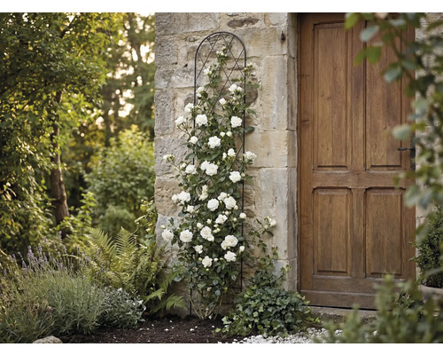 Svart spaljé av metall på en stenmur med vit klätterros bredvid en trädörr i trädgården.