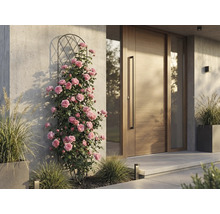 Klätterrosor på spaljé av metall bredvid en modern ytterdörr av trä mot en ljus betongvägg.